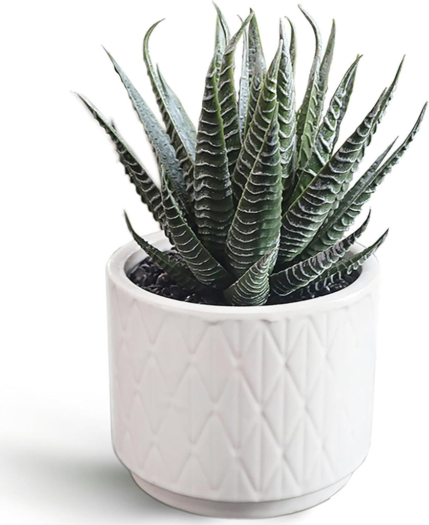 Artificial Succulent in Ceramic Pot, 6.7'' High Potted Fake Aloe Succulent Plant for Home Office Desk Bathroom Boho Shelf Decor, Realistic Faux Aloe with No Maintenance