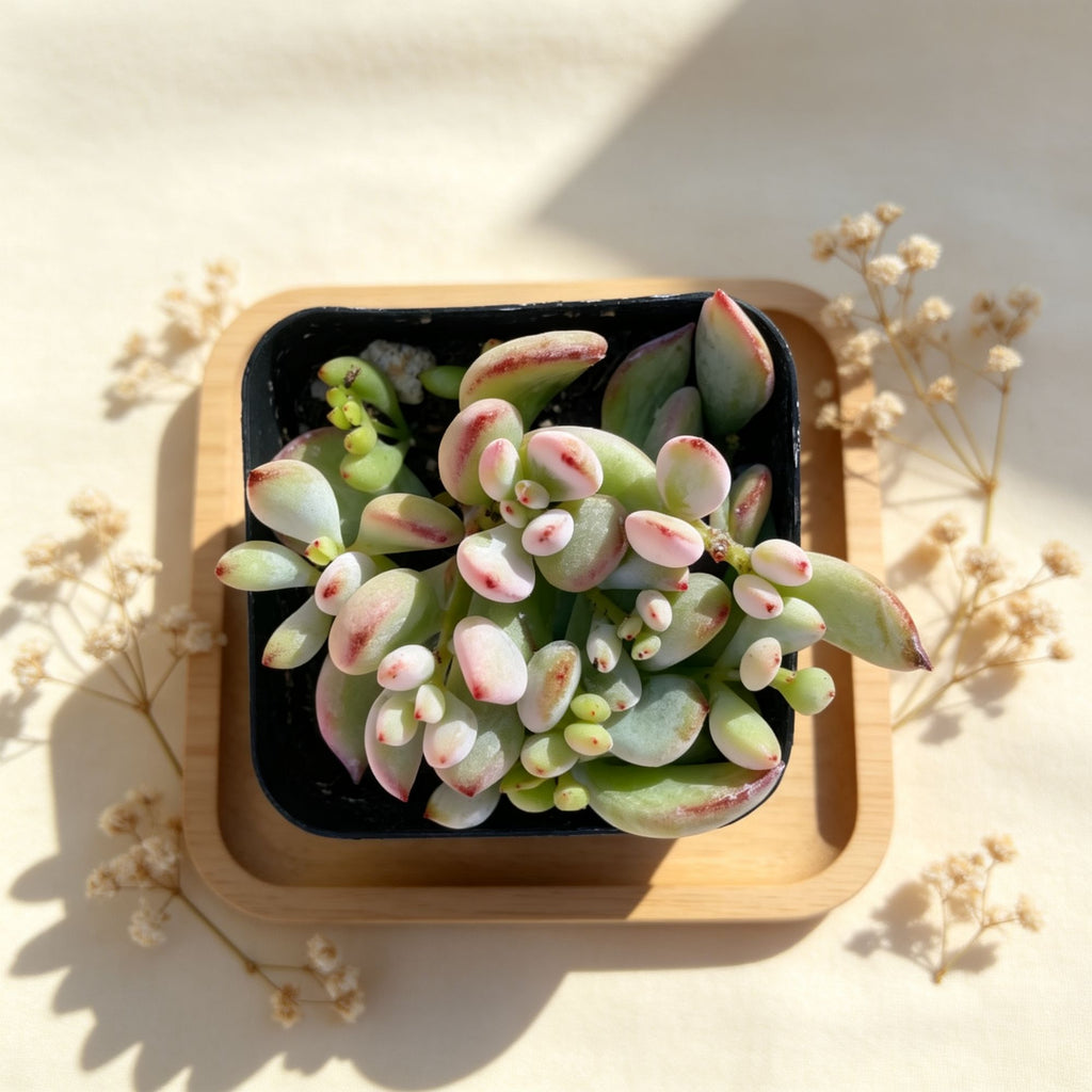 Cotyledon Pendens Cliff Cotyledon Succulent - Live Trailing Succulent in 2 Inch Pot, Rare Cascade Plant with Orange Bell Flowers, Indoor Hanging Decor