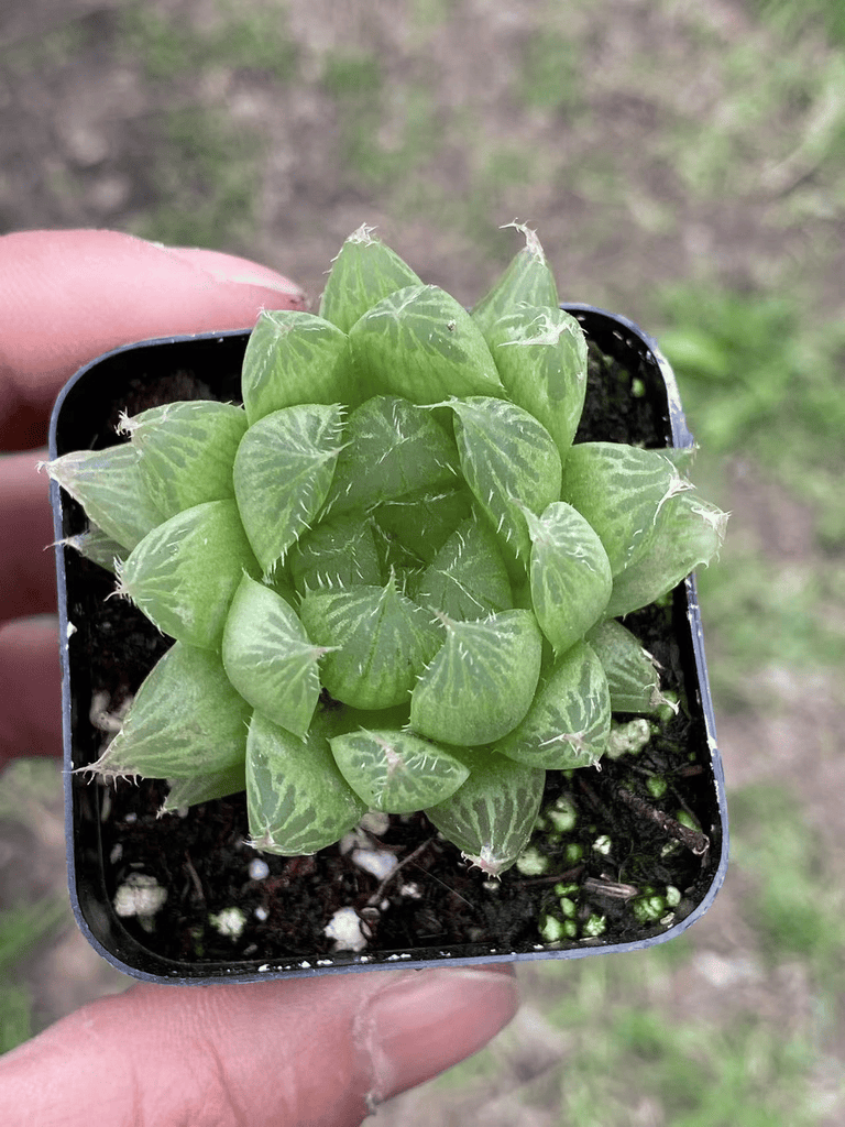 Haworthia Cooperi Live Succulent, Transparent Window Leaves Rosette, Dwarf Indoor Houseplant, Shade Tolerant Easy Care Potted Plant for Desk and Office