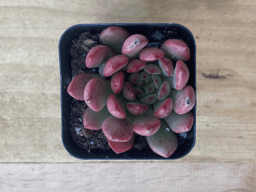 Live Succulent Echeveria 'Pink Ruby' Red Green Mini Rosette Plant, Easy Care Potted Houseplant, Great Desk Gift Low Maintenance