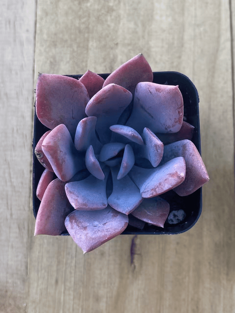 Live Succulent Graptoveria 'Debbie' Pastel Pink Rosette Plant, Easy Care Potted Houseplant, Low Maintenance Gift for Office Home Garden
