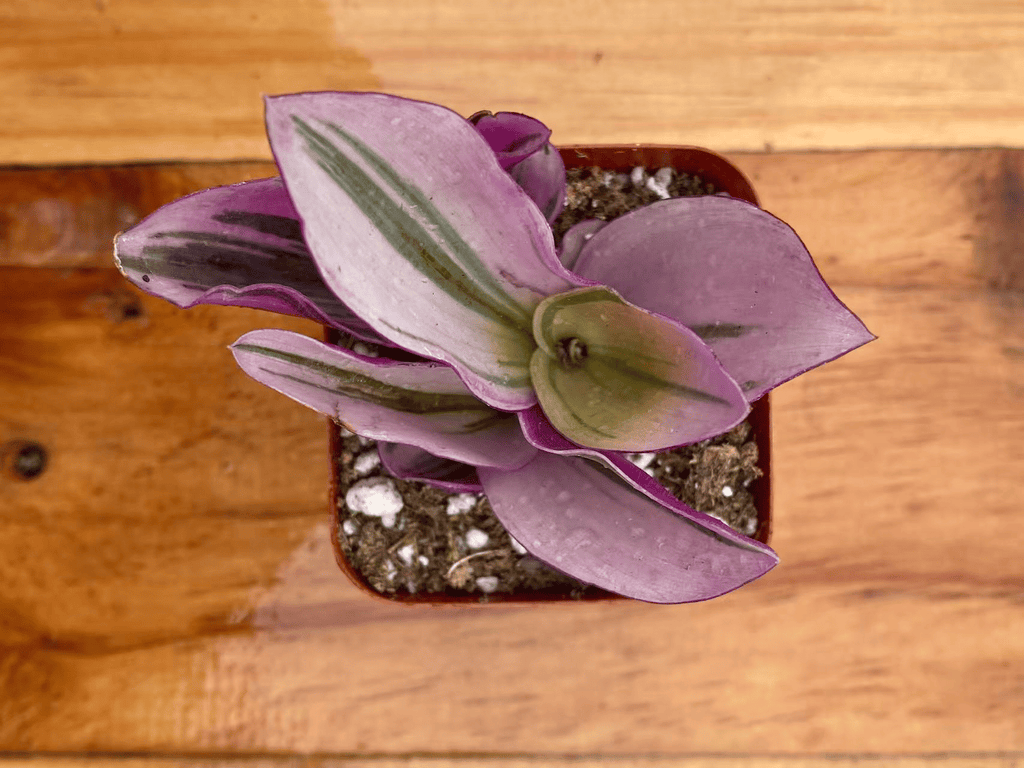 Live Succulent Kalanchoe laxiflora Wedding Oil Painting Variegated Plant, Pink Purple Patterned Leaves, Easy Care Potted Houseplant