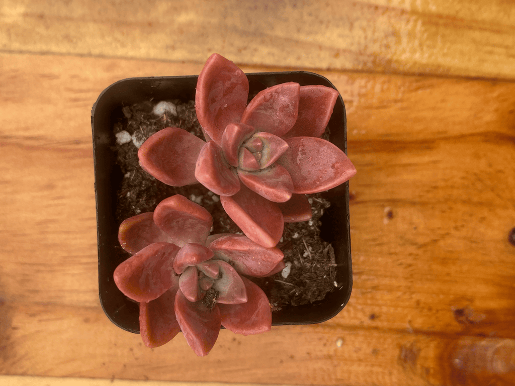 Live Succulent Plant Graptopetalum 'Bronze' Ghost Plant Hybrid Rosette, Copper-Red Pink Succulent, Easy Care Houseplant in Pot, Perfect Gift for Home Office