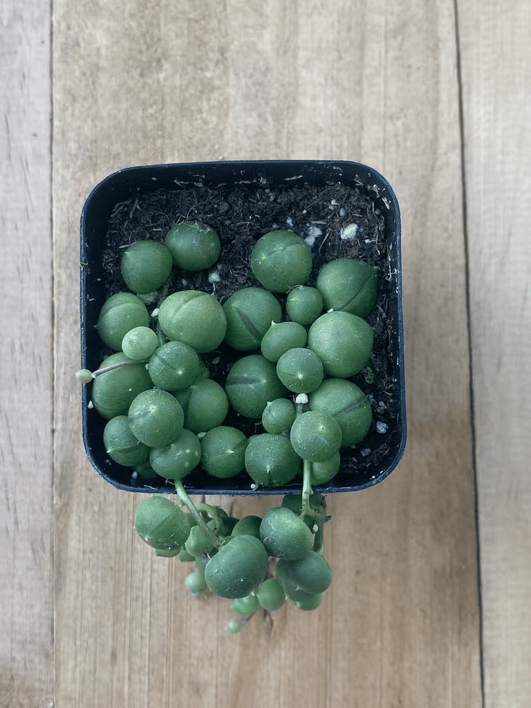 String of Pearls Plant Senecio rowleyanus Live Succulent, Trailing Bead-Leaf Vine, Easy Care Hanging Plant in Pot, Great Gift for Home Office